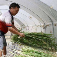 加厚大棚蚂蚱网环保结实纱网质量好厂家定做包邮