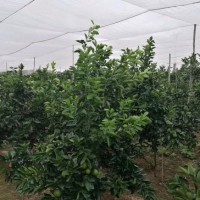 茂伦加厚脐橙防虫纱网质量好加宽果树防虫网抗老化耐用