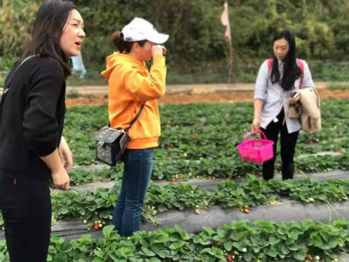 深圳龙岗农家乐草莓圣女果采摘