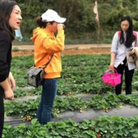 深圳龙岗农家乐草莓圣女果采摘