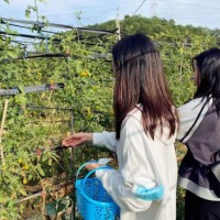 深圳龙岗可以做趣味团体活动农家乐