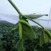 生产豆虫网大宽幅韧性好加密防虫网新料防老化