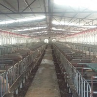 内蒙古养猪设备加工公司_开元加工生产养猪自动喂料系统