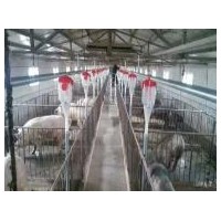 黑龙江养猪设备生产公司_开元畜牧厂家定制猪用自动料线