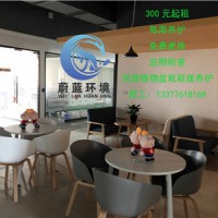 河源高新区隔断租摆绿植厂家 河源蔚蓝环境绿化