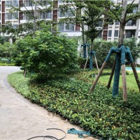 广东河源办公楼绿化养护 河源蔚蓝环境绿化