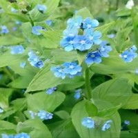 青岛进口朱草报关流程代理公司