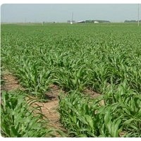 GreenSeeker便携式光谱仪