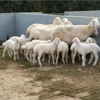 供應山東梁山縣多胎肉羊養殖場