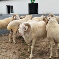 供應梁山縣綿羊產業澳洲白種公羊純種湖羊種公羊小尾寒羊種公羊