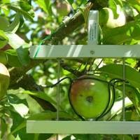 DF果实生长变化记录仪